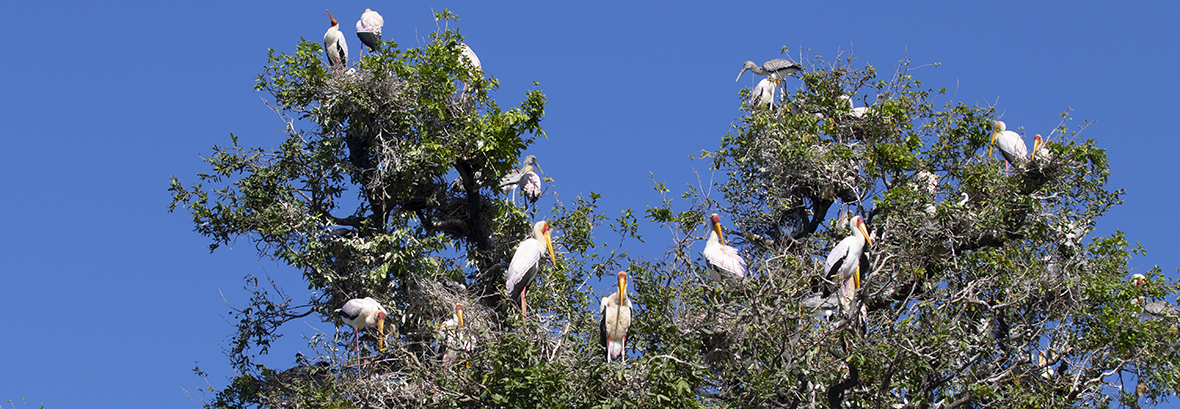 storks